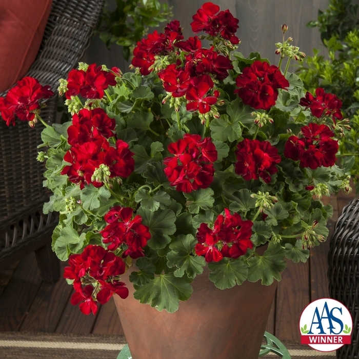 Geranium, Hybrid - Pelargonium x Calliope® Medium Dark Red