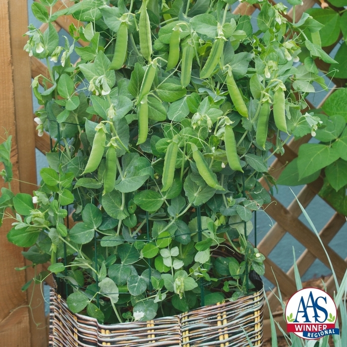 Pea - Pisum sativum 'Patio Pride' Pea - Pisum sativum 'Patio Pride'