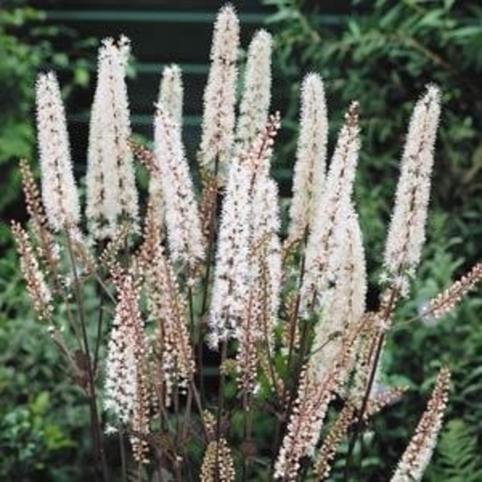 Bugbane - Cimicifuga ramosa 'Atropurpurea' Bugbane - Cimicifuga ramosa 'Atropurpurea'