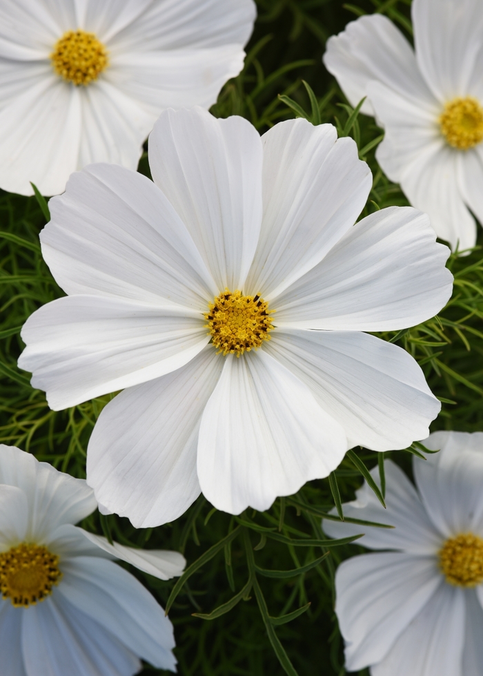 Cosmos - Cosmos bipinnatus 'Sonata White'