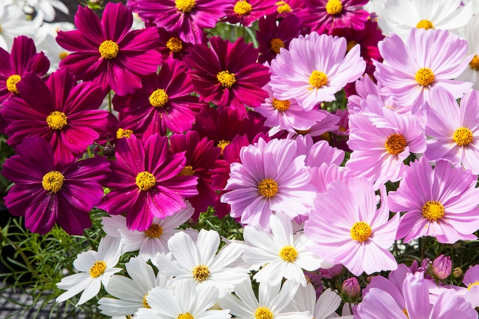 Cosmos - Cosmos 'Apollo Mix' Cosmos - Cosmos 'Apollo Mix'