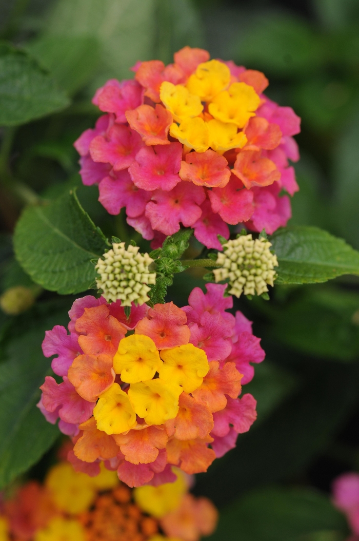 Lantana - Lantana camara 'Landmark™ Sunrise Rose'