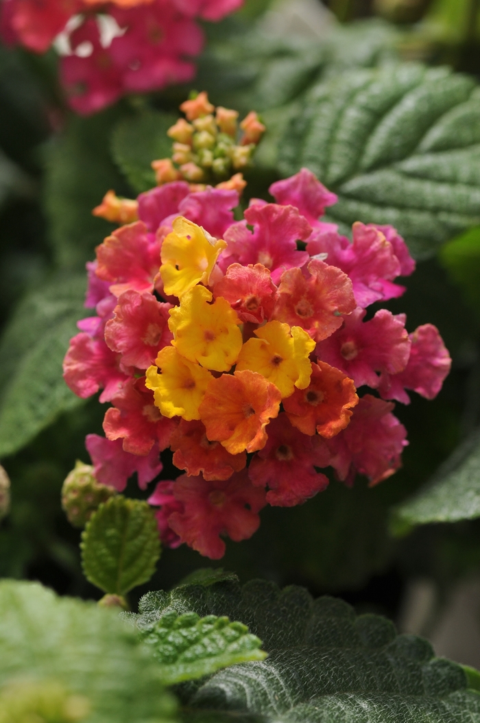 Lantana - Lantana camara 'Little Lucky™ 'Hot Pink' Lantana - Lantana camara 'Little Lucky™ 'Hot Pink'