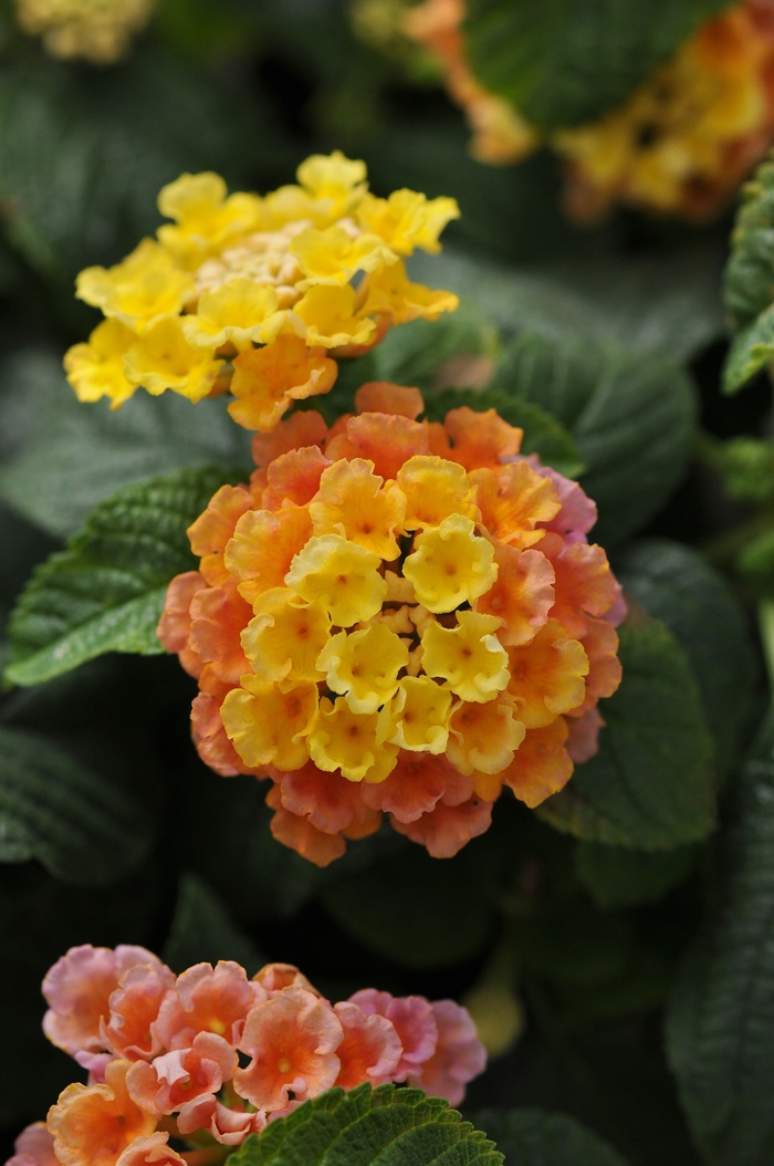 Little Lucky™ Peach Glow Lantana - Lantana camara Little Lucky™ Peach Glow Lantana - Lantana camara