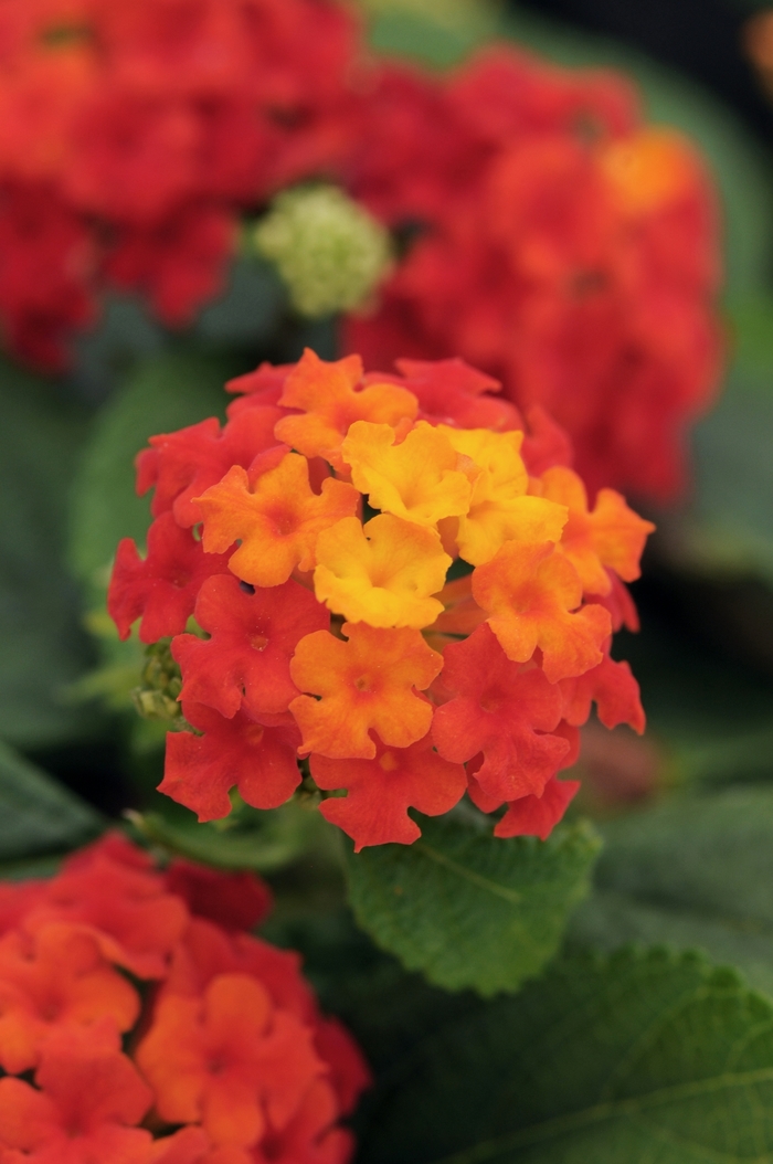 Lantana - Lantana camara 'Little Lucky™ 'Red' Lantana - Lantana camara 'Little Lucky™ 'Red'