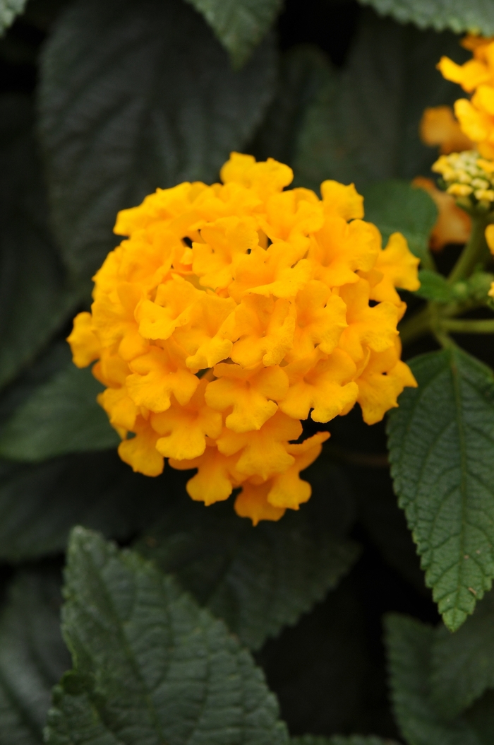 Lantana - Lantana camara 'Lucky Pot of Gold' Lantana - Lantana camara 'Lucky Pot of Gold'