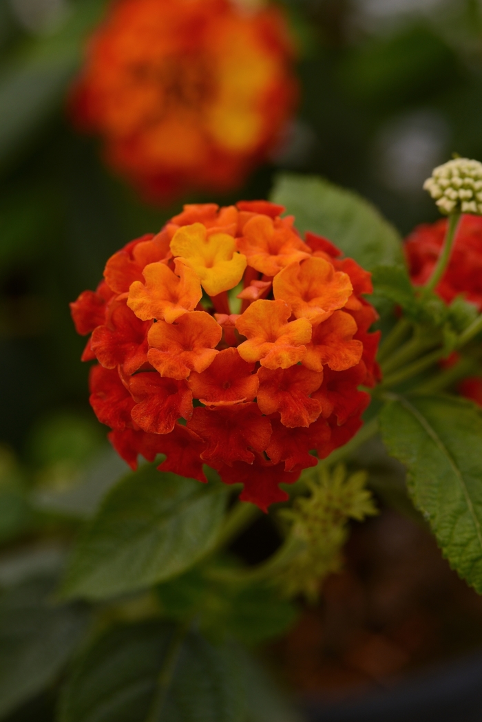 Lantana - Lantana camara 'Lucky Red ' Lantana - Lantana camara 'Lucky Red '