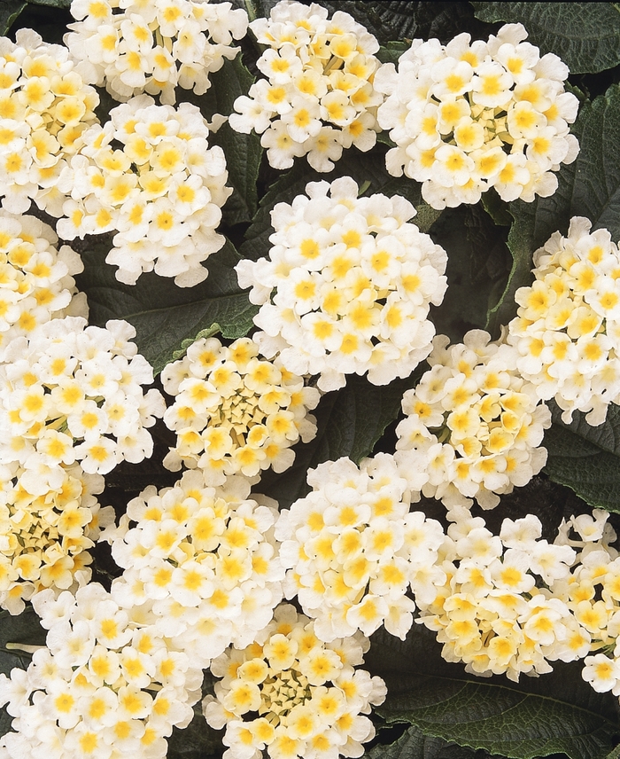 Lucky™ White Lantana - Lantana camara Lucky™ White Lantana - Lantana camara