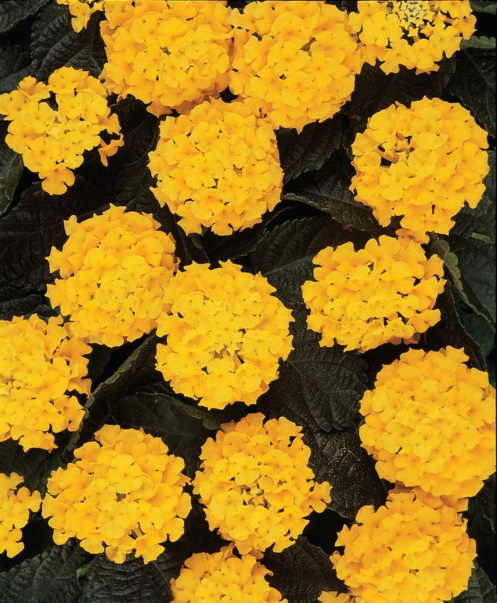 Lantana - Lantana camara 'Lucky™ Yellow' Lantana - Lantana camara 'Lucky™ Yellow'