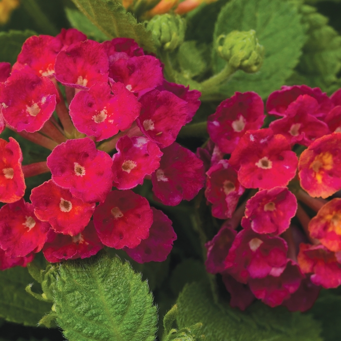 Lantana - Lantana camara 'Bandana® Cherry'