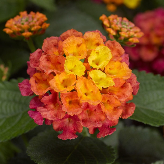 Lantana - Lantana camara 'Bandana® Rose' Lantana - Lantana camara 'Bandana® Rose'
