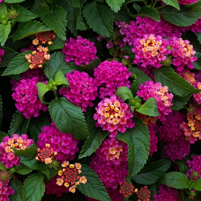 Lantana camara 'Bandito Rose' Lantana Ebert's Greenhouse