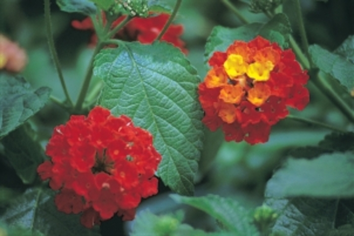 Lantana - Lantana camara 'Dallas Red' Lantana - Lantana camara 'Dallas Red'