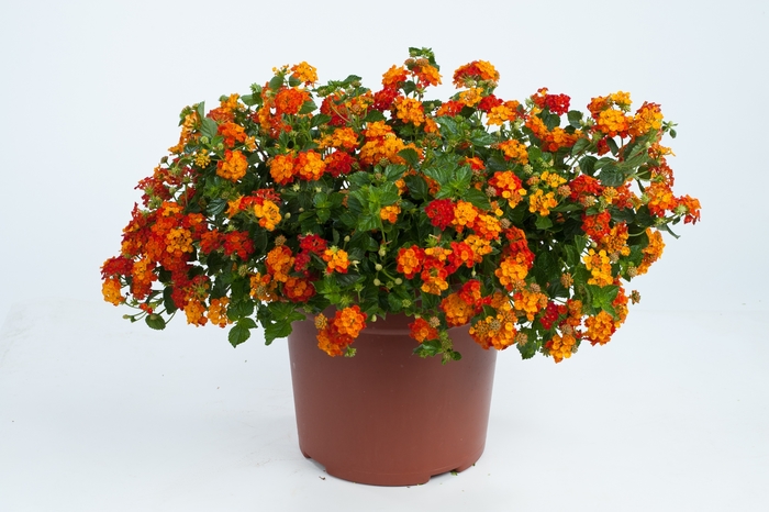 Santana Red Orange - Lantana camara 'Santana Red Orange' Santana Red Orange - Lantana camara 'Santana Red Orange'