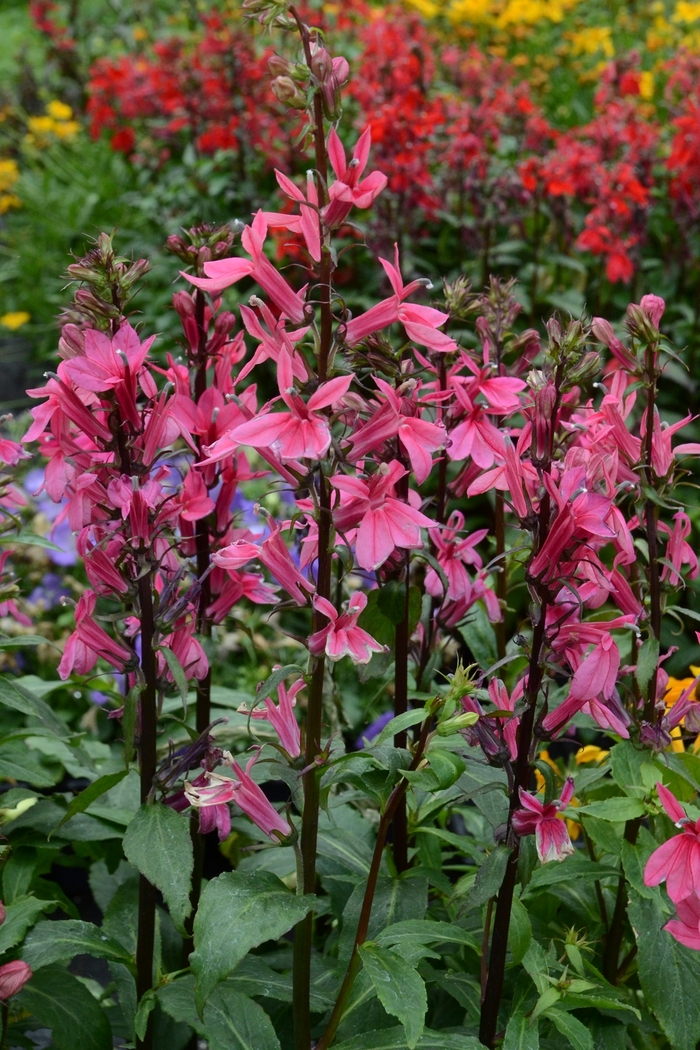 Cardinal Flower - Lobelia x speciosa 'Starship Deep Rose' Cardinal Flower - Lobelia x speciosa 'Starship Deep Rose'