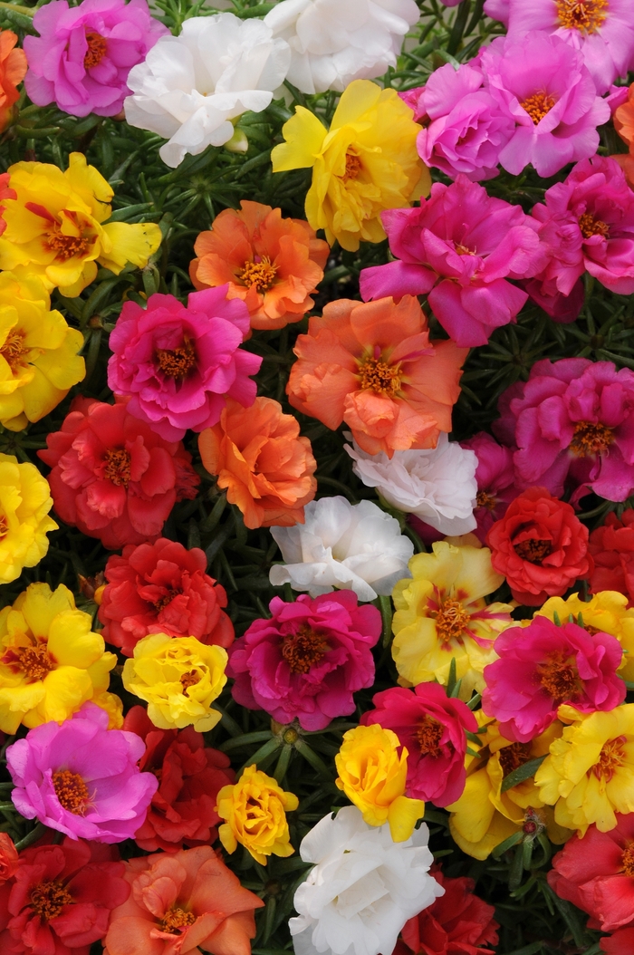 Portulaca - Portulaca 'Happy Hour Mix' Portulaca - Portulaca 'Happy Hour Mix'