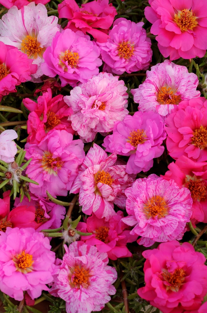 Portulaca - Portulaca 'Happy Hour Pink Passion Mixture' Portulaca - Portulaca 'Happy Hour Pink Passion Mixture'