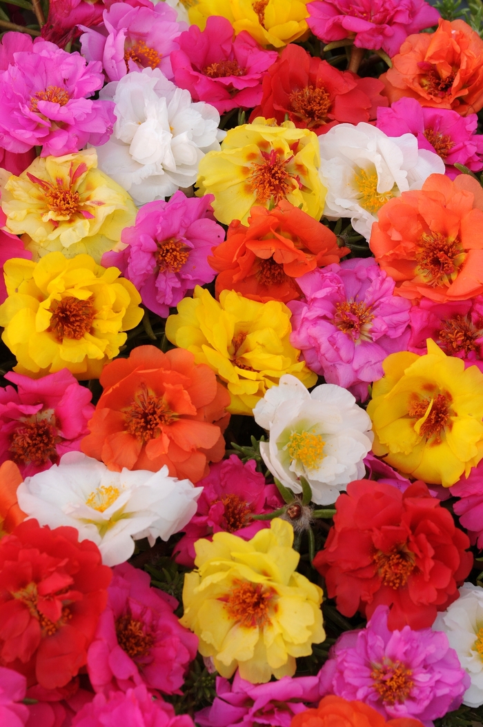 Portulaca - Portulaca grandiflora 'Happy Trails Mix' Portulaca - Portulaca grandiflora 'Happy Trails Mix'