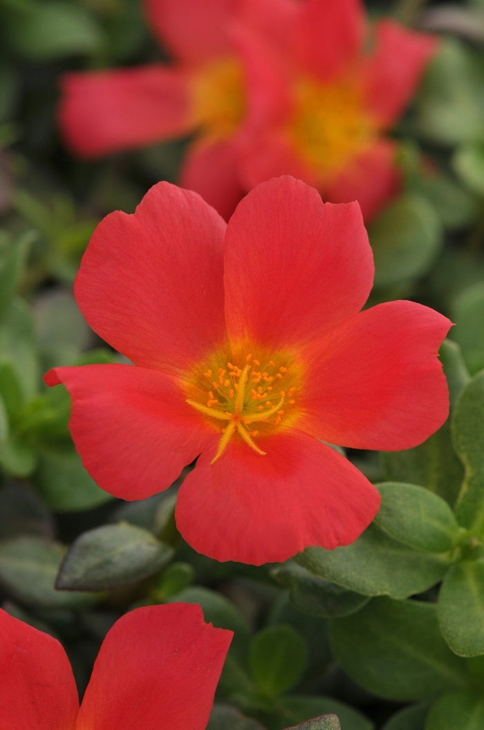 Portulaca - Portulaca oleracea 'Rio Grande Scarlet' Portulaca - Portulaca oleracea 'Rio Grande Scarlet'