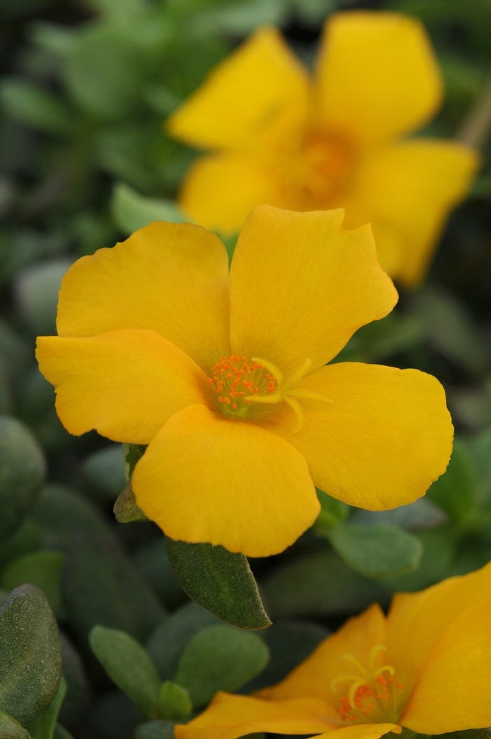 Portulaca - Portulaca oleracea 'Rio Grande Yellow'