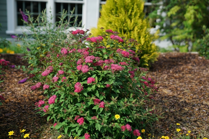 Double Play Doozie® - Spiraea x Double Play Doozie® - Spiraea x