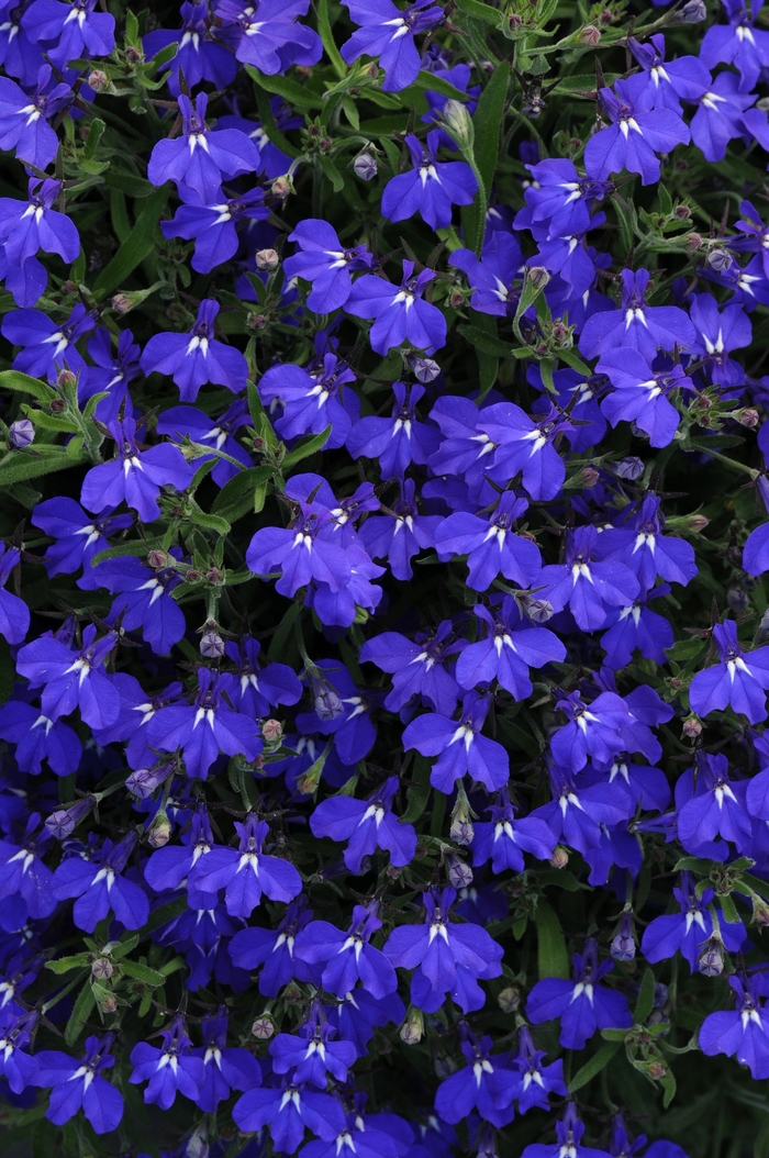 Lobelia erinus 'early Springs Dark Blue' Early Springs™ Lobelia