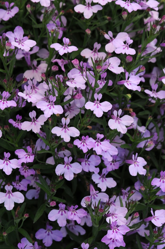 Early Springs™ Lobelia - Lobelia erinus 'Early Springs Lavender Pink' Early Springs™ Lobelia - Lobelia erinus 'Early Springs Lavender Pink'