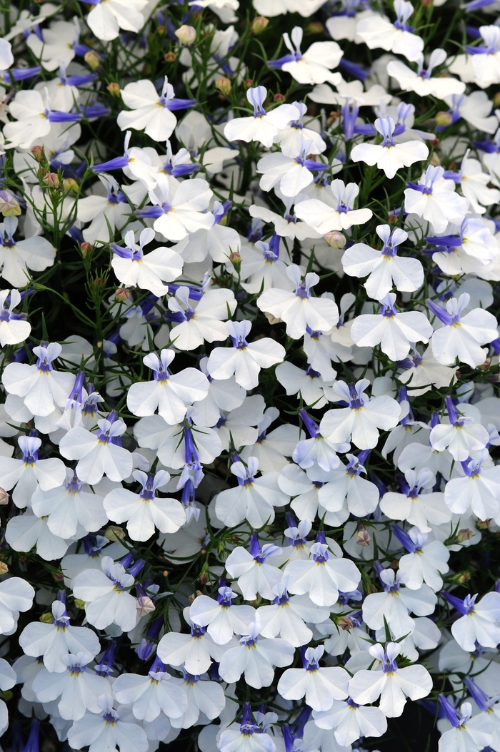 Early Springs™ Lobelia - Lobelia erinus 'Early Springs White'