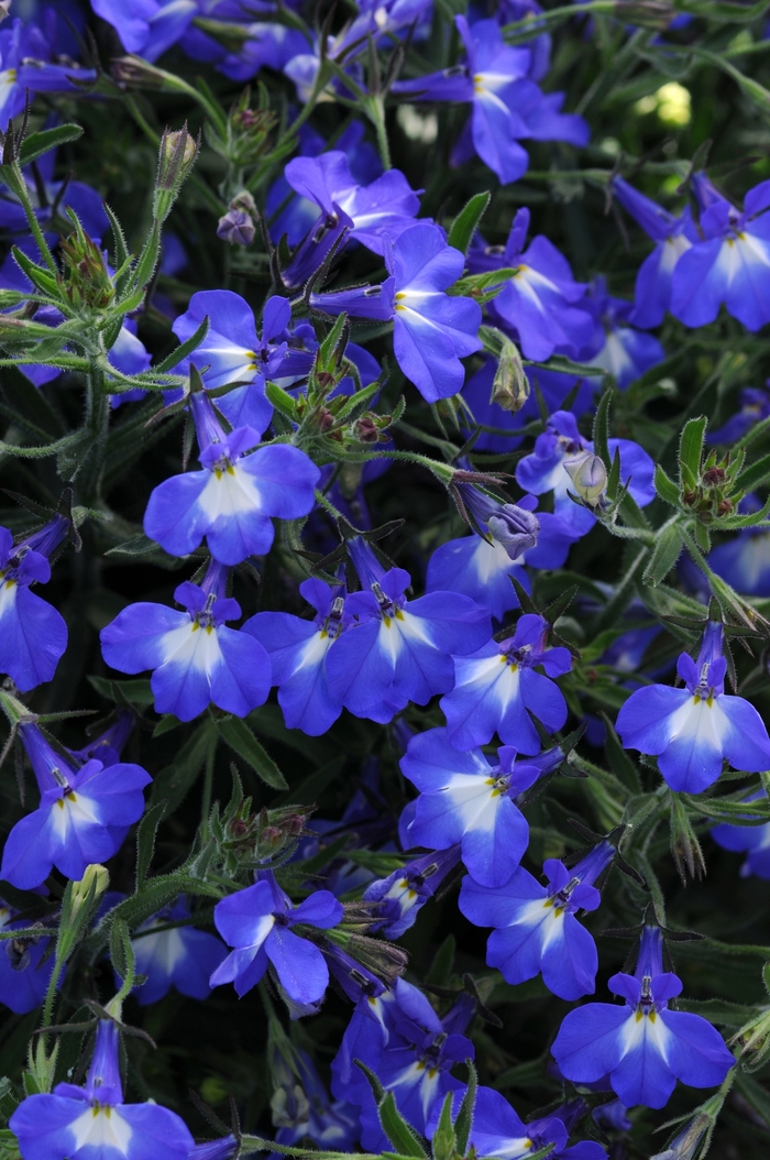 Lobelia - Lobelia erinus 'Magadi™ 'Compact Blue+Eye' Lobelia - Lobelia erinus 'Magadi™ 'Compact Blue+Eye'