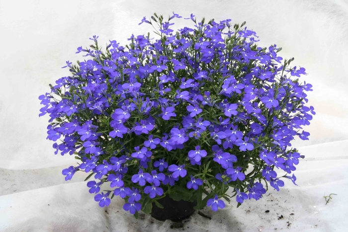 Lobelia - Lobelia erinus Magadi™ 'Dark Blue' Lobelia - Lobelia erinus Magadi™ 'Dark Blue'