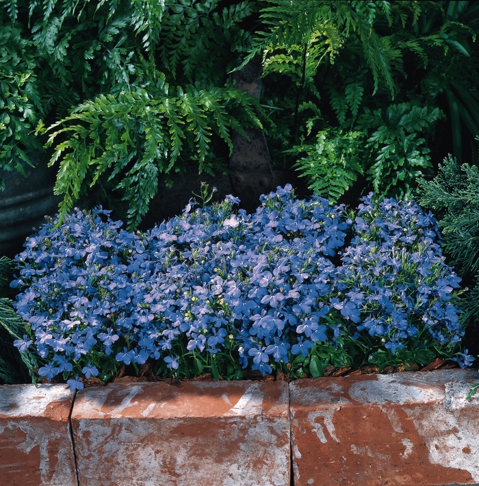 Riviera 'Sky Blue' - Lobelia erinus