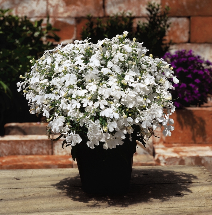 Riviera 'White' - Lobelia erinus Riviera 'White' - Lobelia erinus