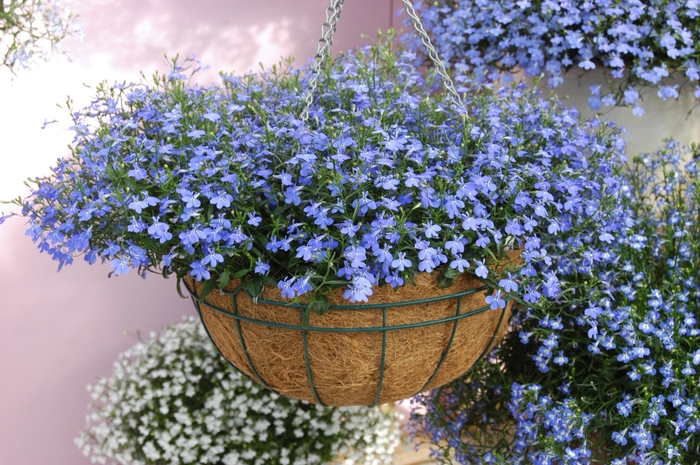 Waterfall™ Lobelia - Lobelia erinus 'Waterfall Blue'