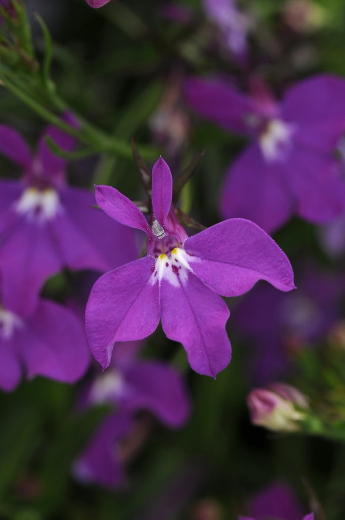 Waterfall™ Lobelia - Lobelia erinus 'Waterfall Purple' Waterfall™ Lobelia - Lobelia erinus 'Waterfall Purple'