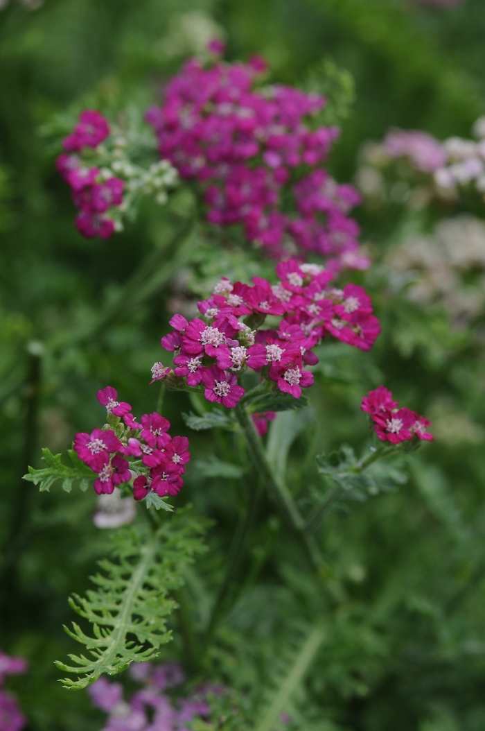 Yarrow - Achillea millefolium 'New Vintage™ Violet' Yarrow - Achillea millefolium 'New Vintage™ Violet'
