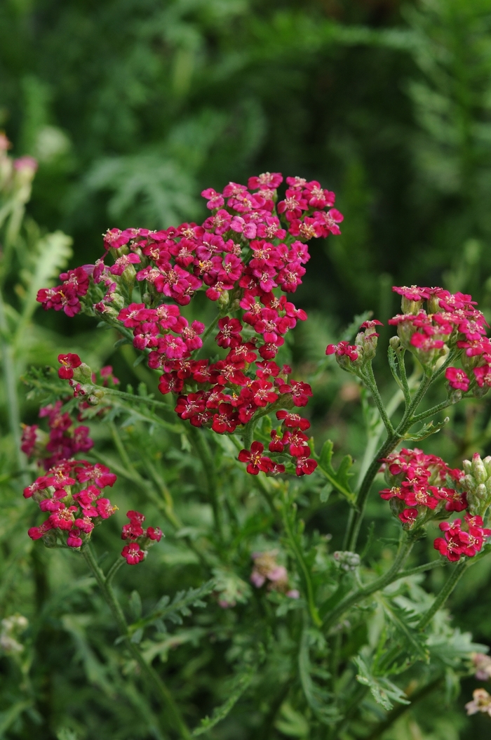 Yarrow - Achillea millefolium 'New Vintage™ Red' Yarrow - Achillea millefolium 'New Vintage™ Red'