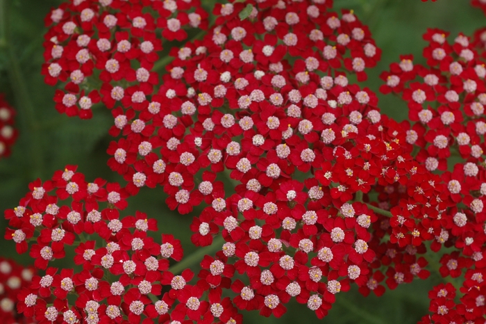 Yarrow - Achillea millefolium 'Song Siren ™ Laura' Yarrow - Achillea millefolium 'Song Siren ™ Laura'