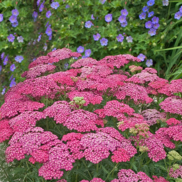 Yarrow - Achillea millefolium 'Saucy Seduction'