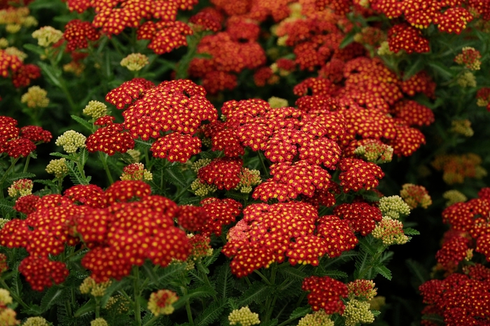 Yarrow - Achillea millefolium 'Strawberry Seduction'