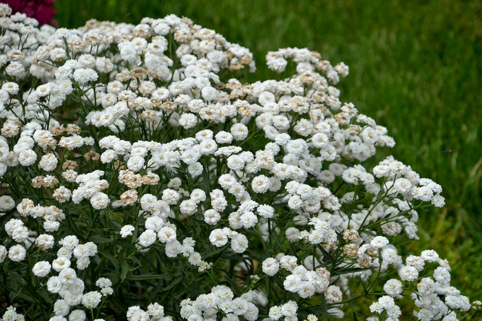 Yarrow - Achillea ptarmica 'Peter Cottontail'