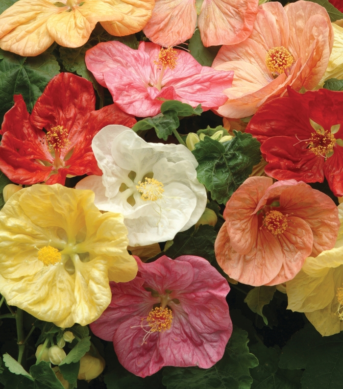 Abutilon - Abutilon 'Bella Mix' Abutilon - Abutilon 'Bella Mix'