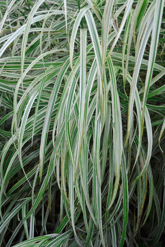 Maiden Grass - Miscanthus sinensis 'Dixieland' Maiden Grass - Miscanthus sinensis 'Dixieland'