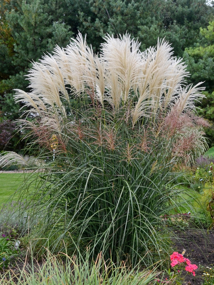 Maiden Grass - Miscanthus sinensis 'Encore'