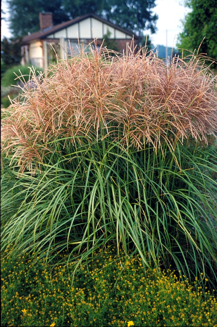 Maiden Grass - Miscanthus sinensis 'Huron Sunrise'