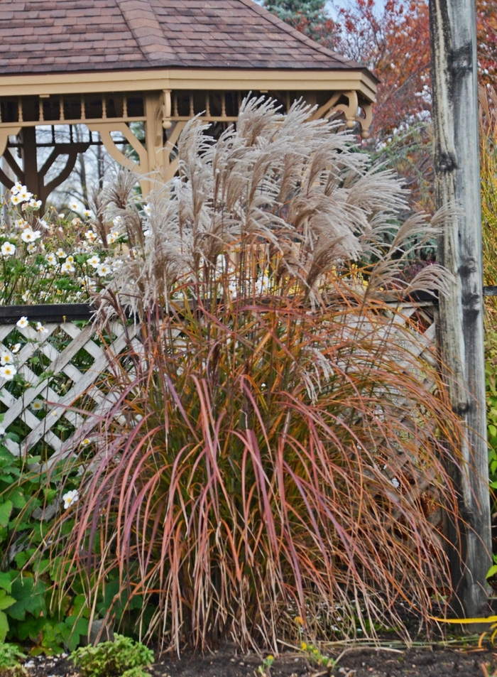 Maiden Grass - Miscanthus sinensis 'Oktoberfest'