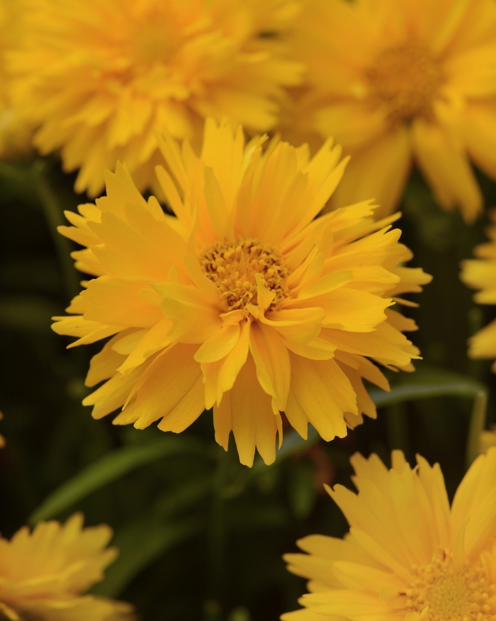 Tickseed - Coreopsis grandiflora 'Double the Sun'