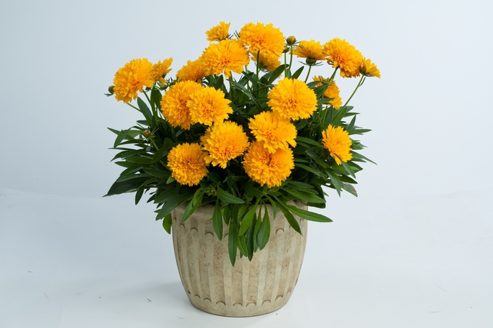 Tickseed - Coreopsis grandiflora 'Solanna™ Golden Sphere' Tickseed - Coreopsis grandiflora 'Solanna™ Golden Sphere'