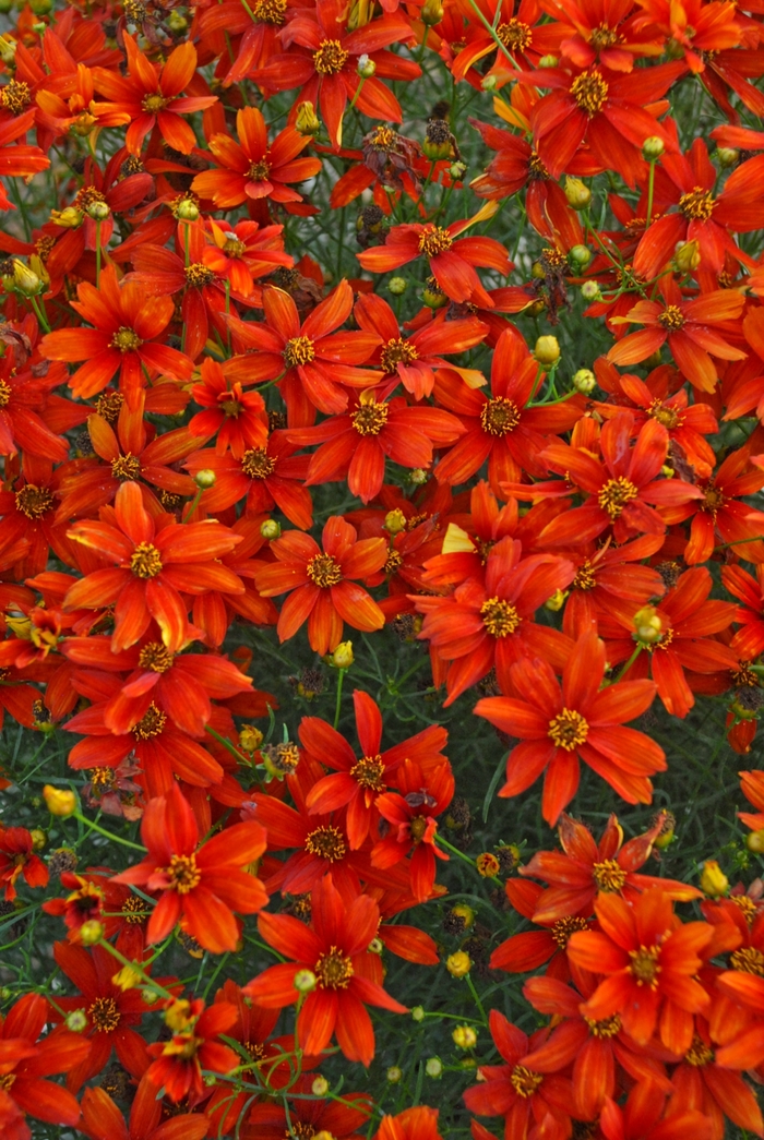 Tickseed - Coreopsis verticillata Sizzle & Spice™ Crazy Cayenne Tickseed - Coreopsis verticillata Sizzle & Spice™ Crazy Cayenne
