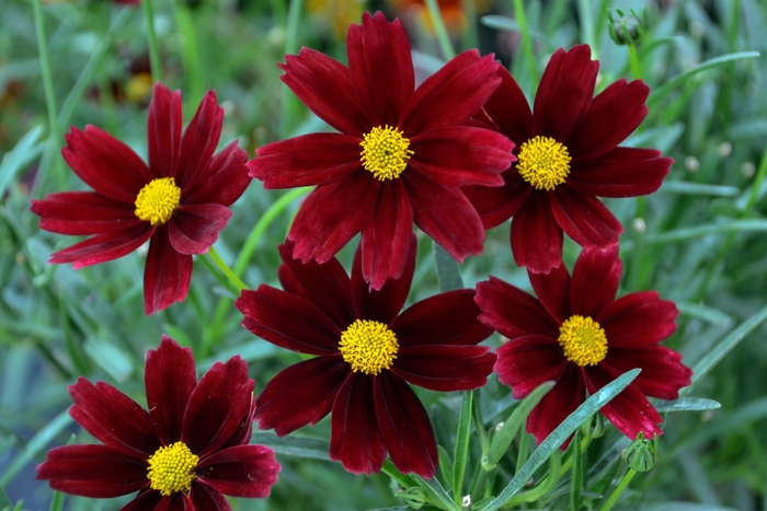 Tickseed - Coreopsis L'il Bang™ 'Red Elf' Tickseed - Coreopsis L'il Bang™ 'Red Elf'