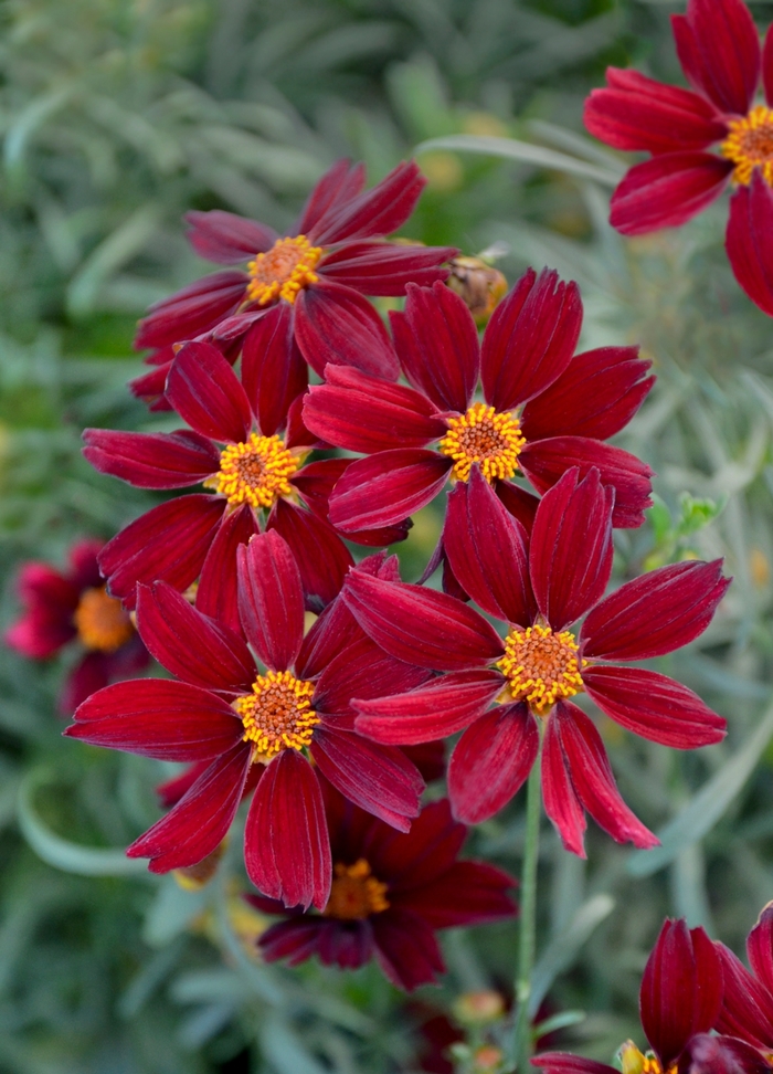 Tickseed - Coreopsis Permathread 'Red Satin'